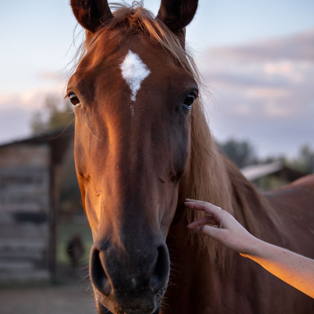 Bureau Mens en Co, Paardencoaching